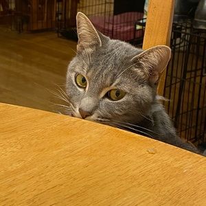 Meet your Posher, Suzanne